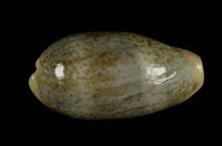 藏品(愛龍寶螺)的圖片